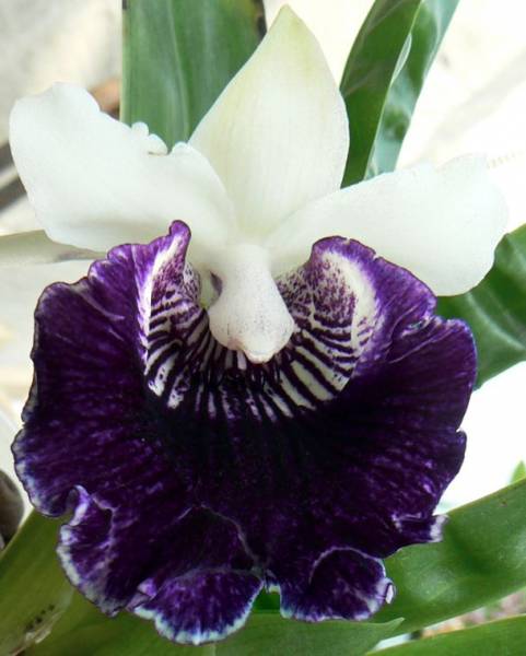 Cochleanthes_Amazing1