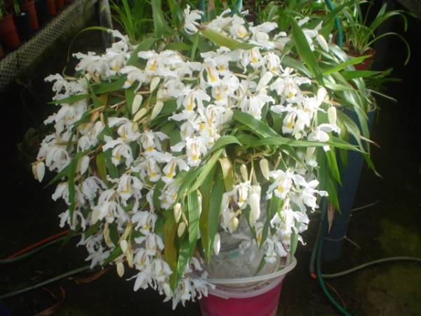 Coelogyne_Cristata