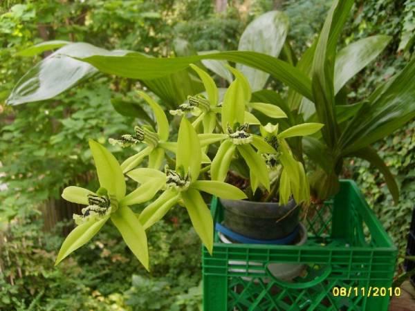 Coelogyne_South_Carolina_Maplewood_1