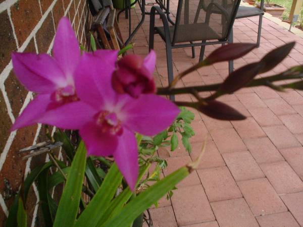 Cookara Tropical Snowflake