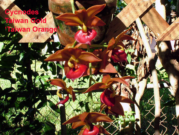 Cycnodes_Taiwan_Gold_Taiwan_Orange_