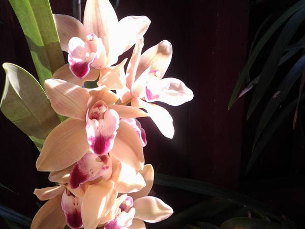 cymbidium