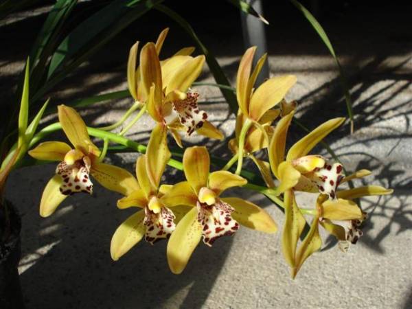 Cymbidium 'Pathfinder'.bloom1