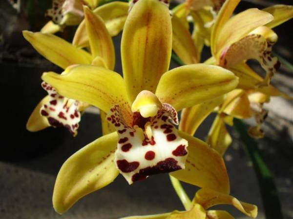 Cymbidium 'Pathfinder'.bloom2