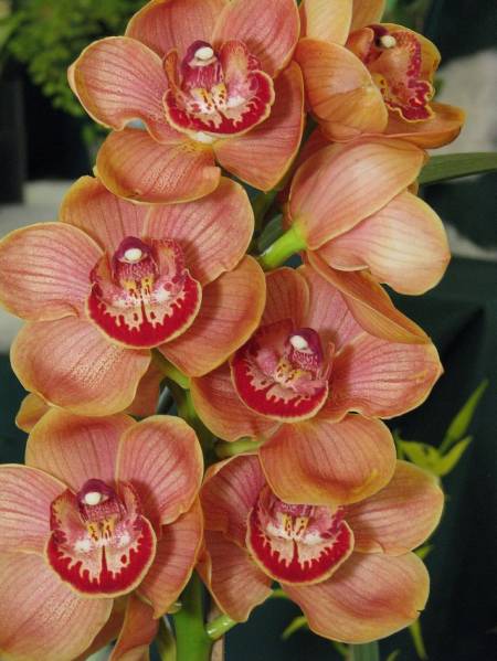 Cymbidium. Red Cracker x Kiwi Cracker.