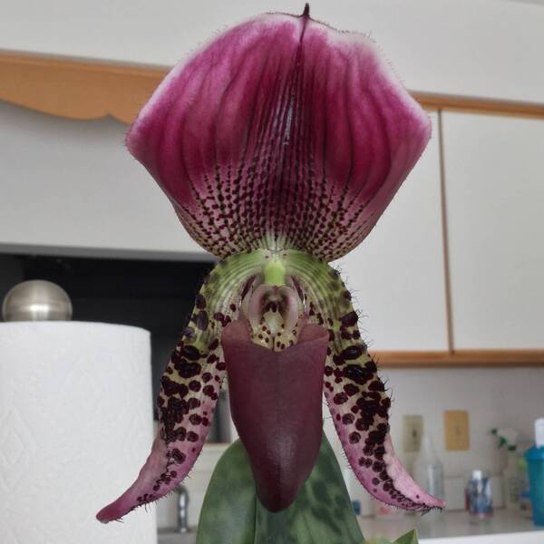 Paph Callosum JACxSelf