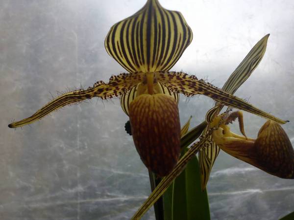 paph.rothschildianum