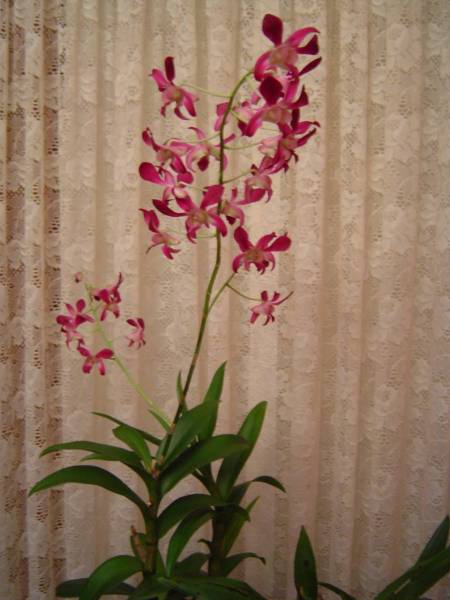 Dendrobium