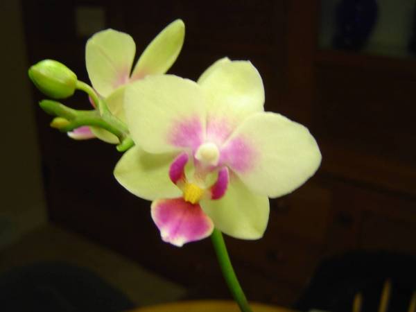 Mini Phal