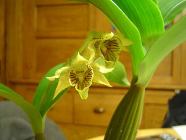 Dendrobium macrophyllum v. compactum