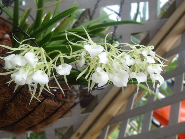 Brassavola Nodosa