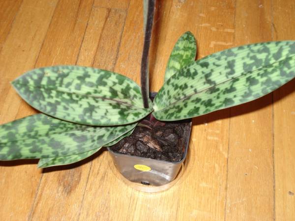 Paph Magic Leopard x callosum foliage