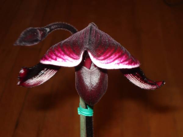 Paph Magic Leopard x callosum bloom