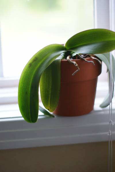 droopy phal