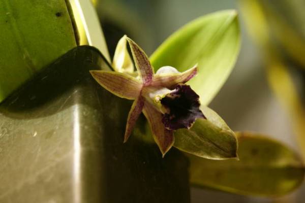 Epidendrum oxapampense