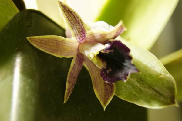 Epidendrum oxapampense