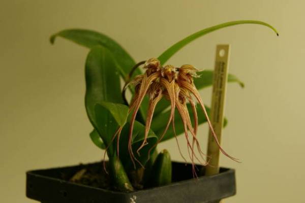 Bulbophyllum sanguineopunctatum