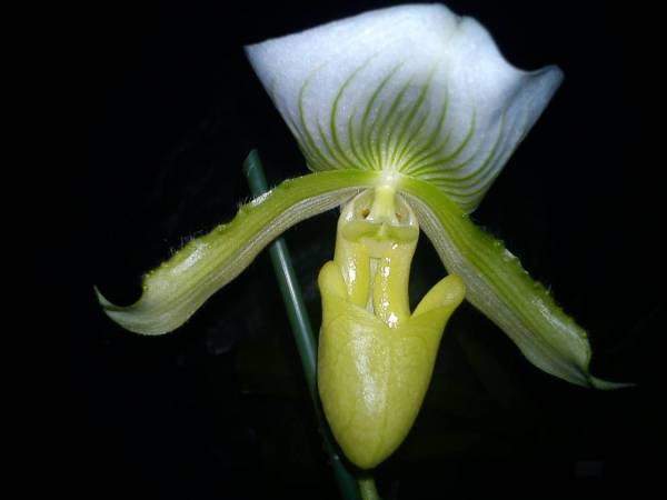 paph.almaud