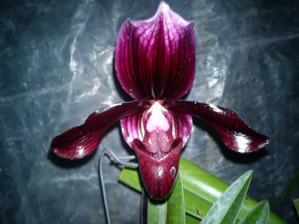 paph.king arthur