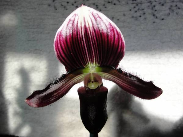 Paph in bloom