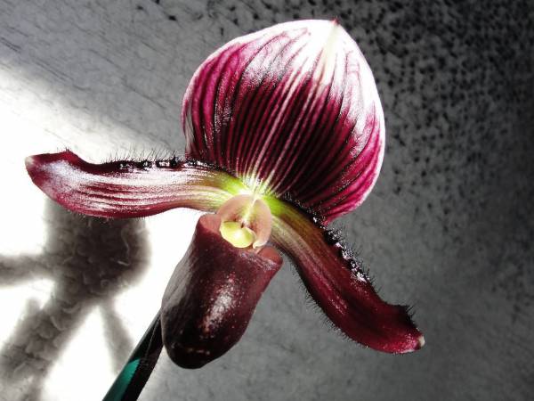 Paphiopedilum bloom