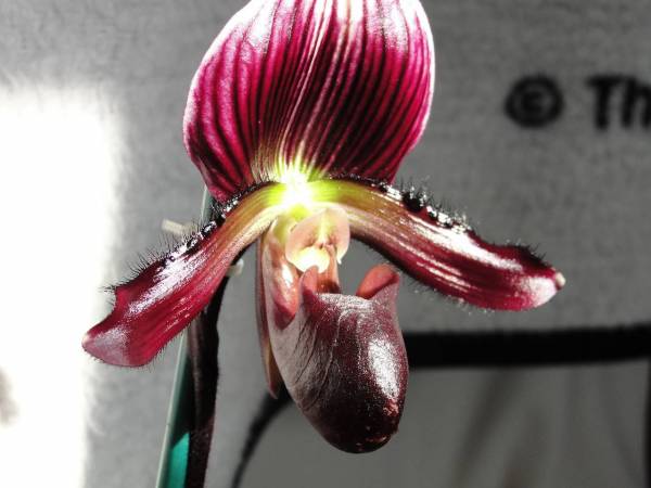 Paphiopedilum bloom