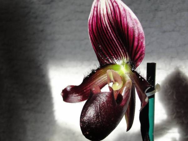 Paphiopedilum bloom