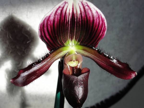 Paphiopedilum bloom