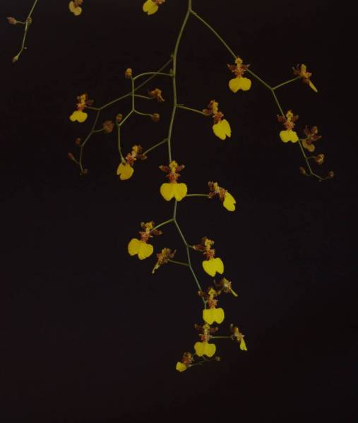 Oncidium Var Mayus