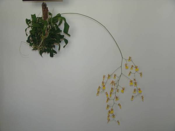 Oncidium Var Mayus