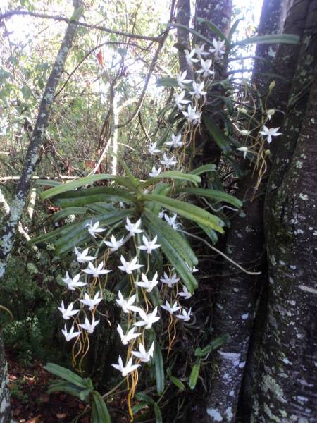 Aerangis thomsonii