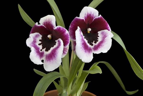 Miltoniopsis Hawaiian Waters '#72 x #3'