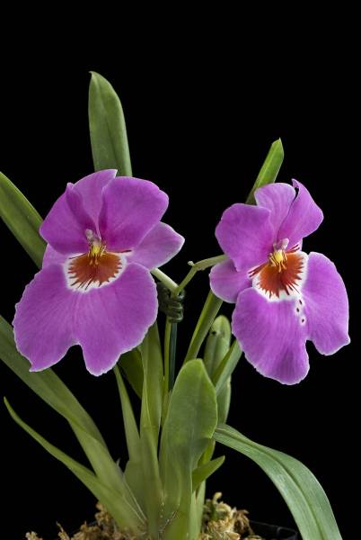 Miltoniopsis Jean Carlson 'Desire'