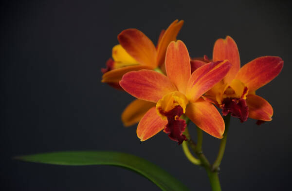 Cattleya Orchid