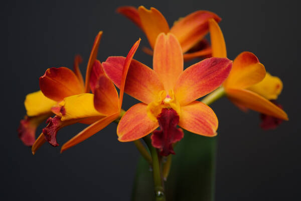 Cattleya Orchid