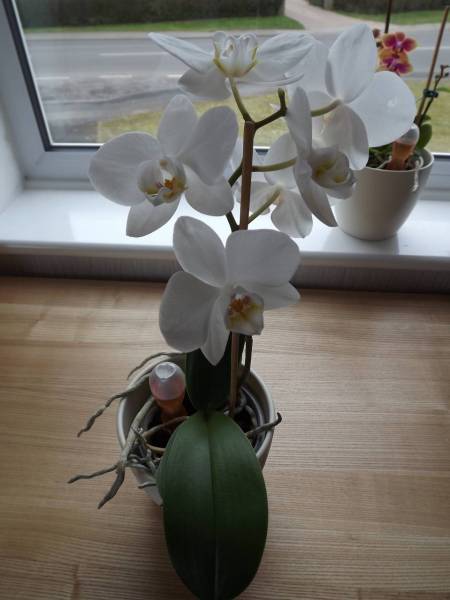 White Phal NoID