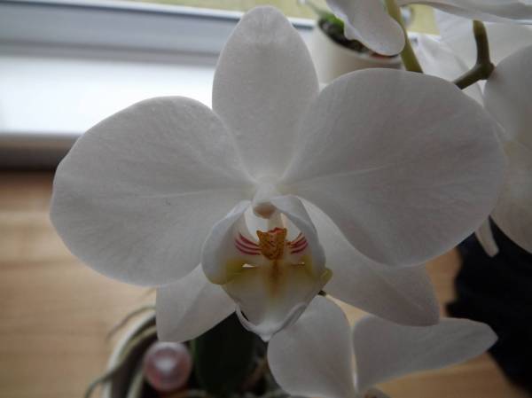 White Phal