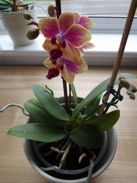 Small Phal - NoID