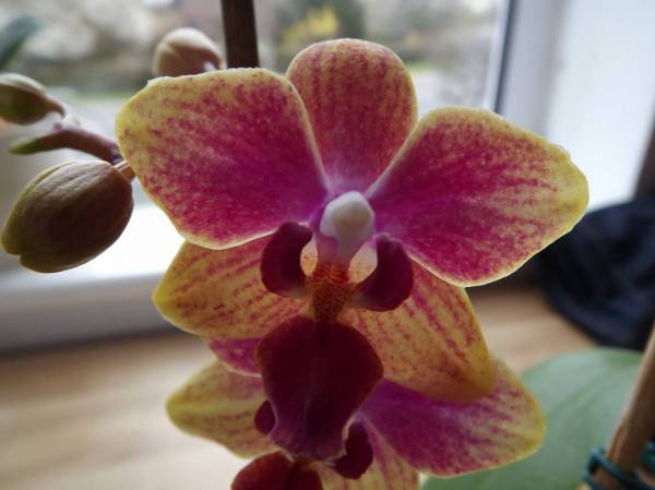 Small Phal - NoID