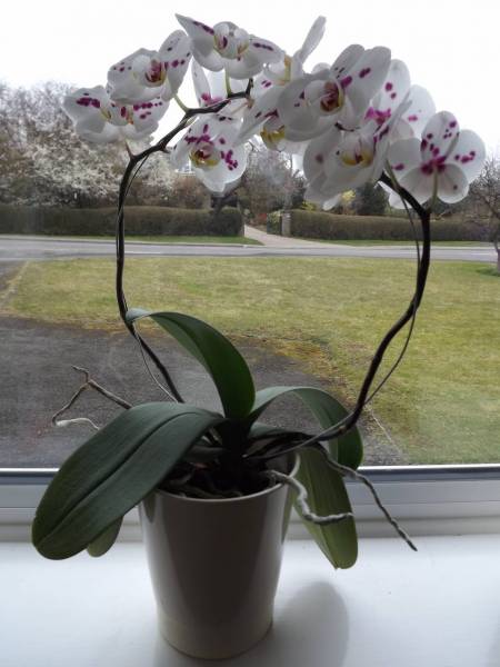 White phal with purple spots - no ID