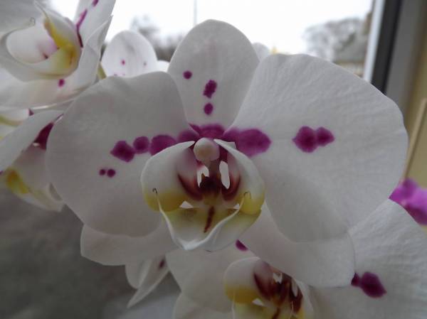 White Phal with puprle spot