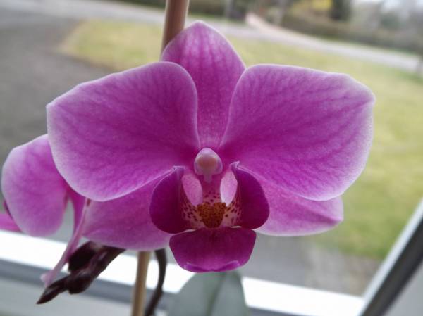 Small Phal - pink - NoID