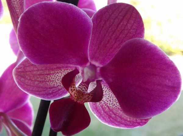 Diamond King Phaleanopsis