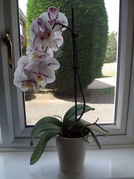 White Phal with purple spots