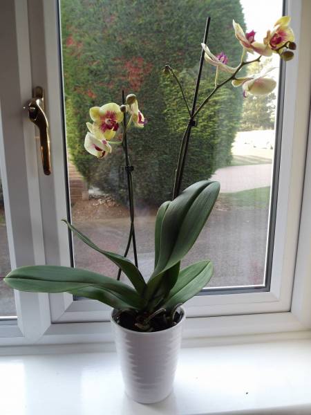 New Phal bought today. couldnt resist it :o)