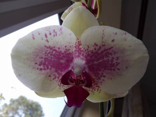 New Phal i bought today - NoID