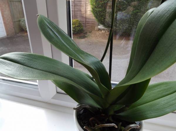 Healthy looking leaves - new phal bought today