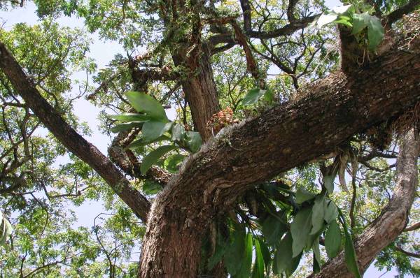 catasetum macrocarpum