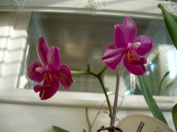 Phal Taisuco NOID