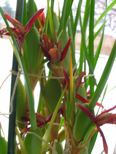 Maxillaria tenuifolia